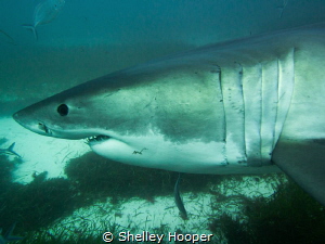 Great White Shark, Neptune Islands South Australia. No st... by Shelley Hooper 